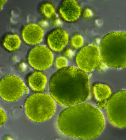 Chlorella (Chlorella vulgaris)
